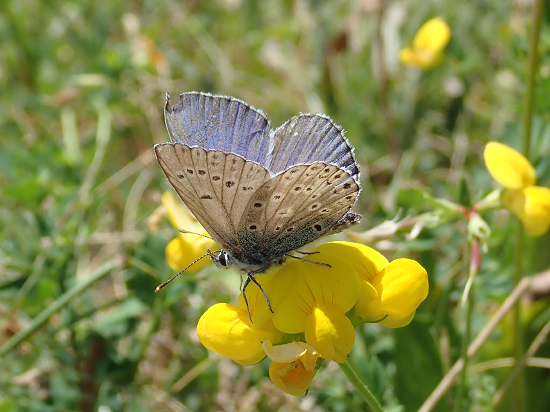 Lycaena da identificare